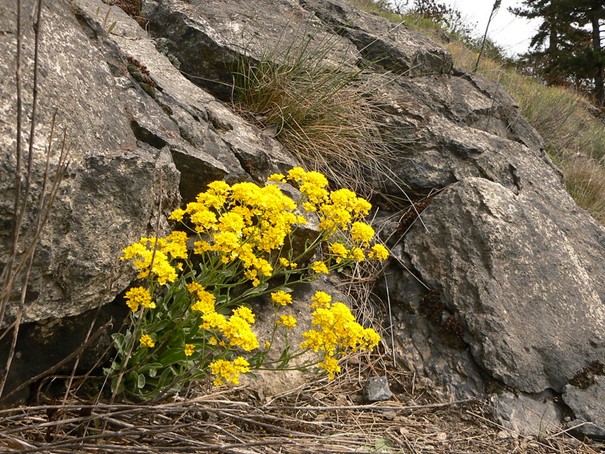 Tařice skalní - Aurinia saxatilis